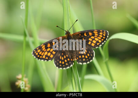 Eine schöne seltene Heide Fritillaryschmetterling (Melitaea athalia) hocken auf einem Grashalm im Wald. Stockfoto