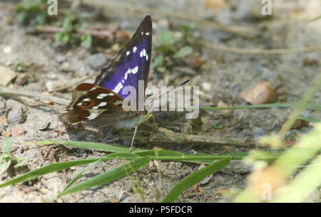 Eine atemberaubende Männliche Lila Kaiser (Colias Iris) das Hocken auf dem Boden essen Mineralien. Stockfoto