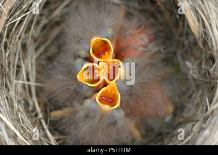 Baby Robins im Nest gefüttert werden wollen. Stockfoto