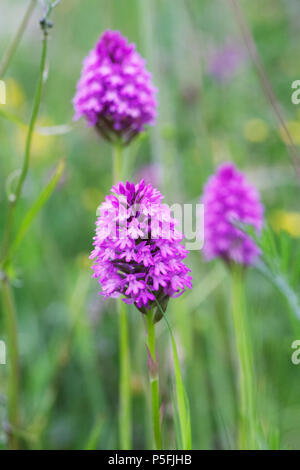 Anacamptis pyramidalis. Pyramidale Orchidee Blumen in einem wildflower Meadow. Stockfoto