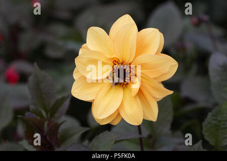 Gelb Orange Dahlie Blüte mit Hummel. Stockfoto