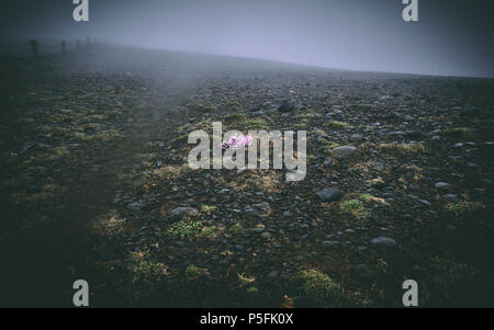 Einsame Blume auf dunklen Untergrund in Island mit viel Nebel neblig Stockfoto