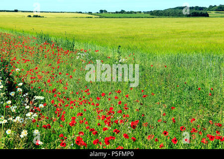 Rotes Feld Mohnblumen, gelbes Feld von Gerste, North Norfolk, England, Landwirtschaft, Feld, Landwirtschaft, Ernte, Getreide, Gerste, Felder Stockfoto