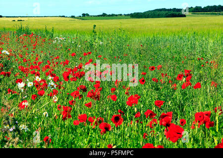 Rotes Feld Mohnblumen, gelbes Feld von Gerste, North Norfolk, England, Landwirtschaft, Feld, Landwirtschaft, Ernte, Getreide, Gerste, Felder Stockfoto