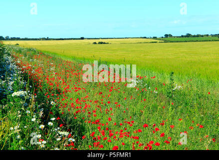 Rotes Feld Mohnblumen, gelbes Feld von Gerste, North Norfolk, England, Landwirtschaft, Feld, Landwirtschaft, Ernte, Getreide, Gerste, Felder Stockfoto