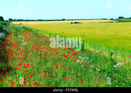 Rotes Feld Mohnblumen, gelbes Feld von Gerste, North Norfolk, England, Landwirtschaft, Feld, Landwirtschaft, Ernte, Getreide, Gerste, Felder Stockfoto