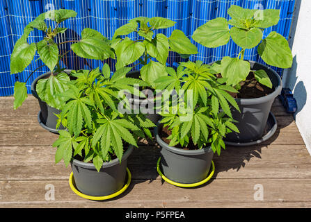 Junge cannabis Pflanzen und Sonnenblumen in Blumentöpfen Stockfoto