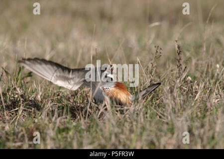 Killdeer die Aufmerksamkeit weg vom Nest Stockfoto