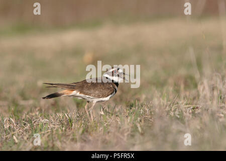 Killdeer die Aufmerksamkeit weg vom Nest Stockfoto