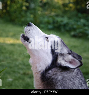 Siberian Husky Hund auf einer Wiese Hintergrund heulen Stockfoto