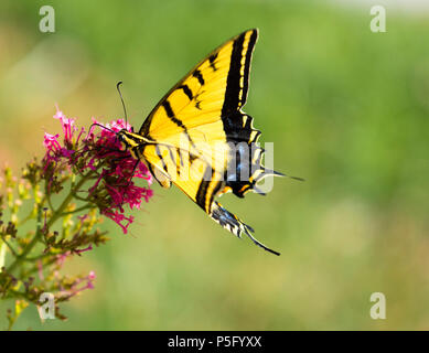 Western Tiger Swallowtail Butterfly Landung auf einem Jupiter Bart Stockfoto