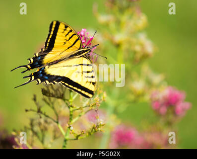 Western Tiger Swallowtail Butterfly Landung auf einer rosa Blume Stockfoto