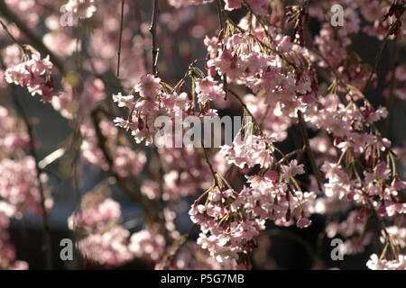 Weinend Kirsche (Prunus subhirtella) Stockfoto