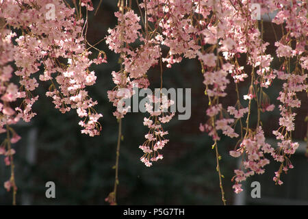 Weinend Kirsche (Prunus subhirtella) Stockfoto