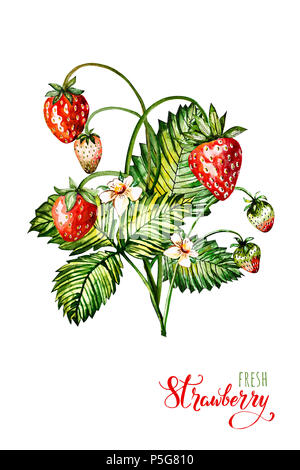 Hand Aquarellmalerei Erdbeere auf weißem Hintergrund dargestellt. Abbildung von Beeren. Aquarell floral background mit Erdbeeren. Sommer Card. Stockfoto