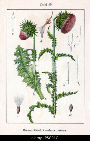 N/A. Englisch: Carduus nutans L. in der ursprünglichen Beschreibung 'Bisam-Distel', Carduus nutans. 1796. Johann Georg Sturm (Maler: Jakob Sturm) 271 Carduus nutans Sturm 13. Stockfoto