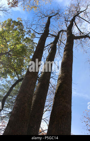 Ansicht von unten von drei Baumstämme stammten von einem Baum Stockfoto