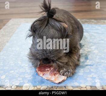 Kleiner Hund Shih Tzu Füttern von rohem Fleisch Schweinekamm Knochen Stockfoto