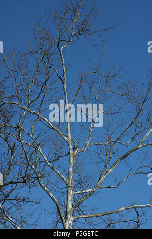 Östlichen Platane (Platanus occidentalis) Baum im Winter, mit Früchten noch aus Zweigen Stockfoto