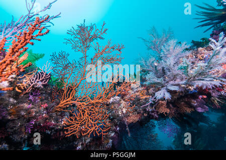 Künstliche fisch Riff mit vielen bunten Weichkorallen bedeckt. Owase, Mie, Japan Stockfoto