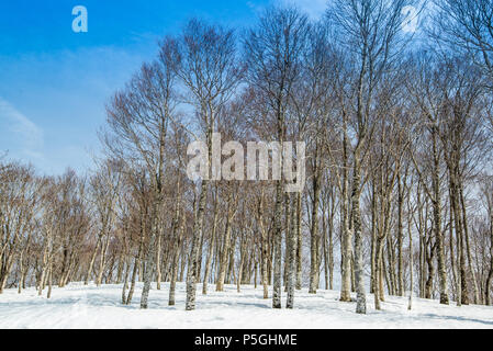 Birke Wald. Hakuba Ridge im Frühjahr. Berühmt ist der Austragungsort für die Olympischen Winterspiele in Nagano. Stockfoto