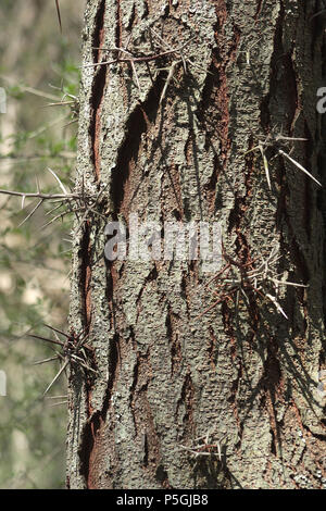 Dornen von Honey Locust Tree Stockfoto