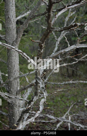 American Sweetgum Zweige im Frühling Stockfoto