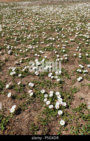 Morning Glory; Acker-winde; Convolvulus arvensis; Convolvulaceae; im Frühling blühen; zentrale Kolorado Ranch Stockfoto