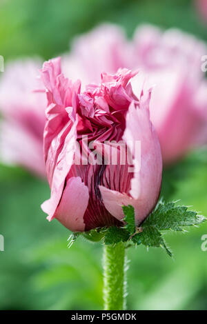 Papaver Orientale. Oriental poppy Öffnung in einem englischen Garten in den frühen Morgen. Großbritannien Stockfoto