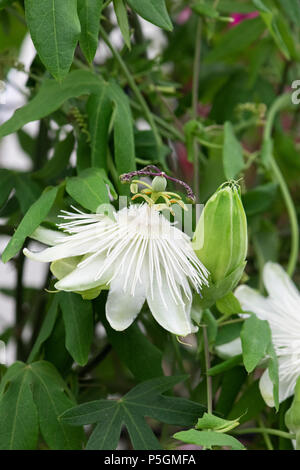 Passiflora caerulea 'Constance Eliott' Blüte. Passionflower Stockfoto