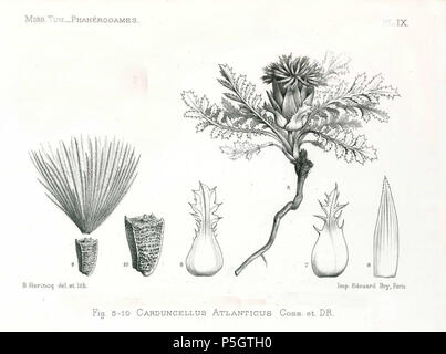 N/A. Español: Ilustración de Carthamus plumosus (como Carduncellus atlanticus): Abb. 5-10. 1895 (Hochgeladen 2013-10-07 21:31:51). Motorhaube E. & Barratte J.F.G. 148 Atractylis serrata Pomel Stockfoto