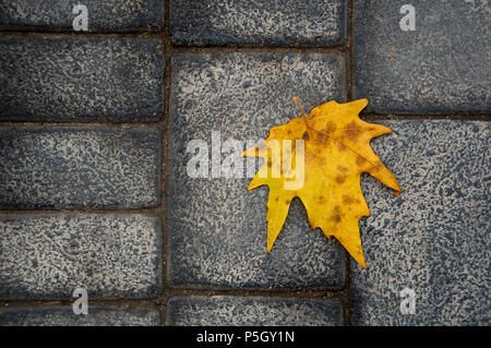 Lonely gelb Blatt auf grau Bürgersteig, grauer Hintergrund Stockfoto