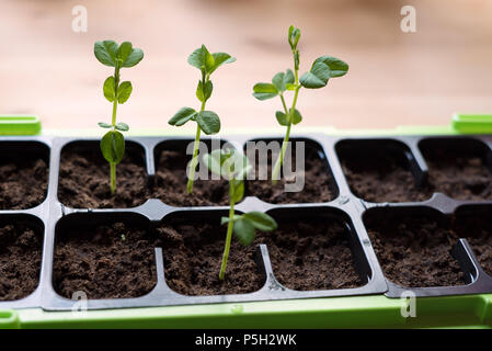 Lifestyle Makro von neuen, delikaten und grünes Gemüse pflanzen aus der Küche Garten im Inneren. Stockfoto