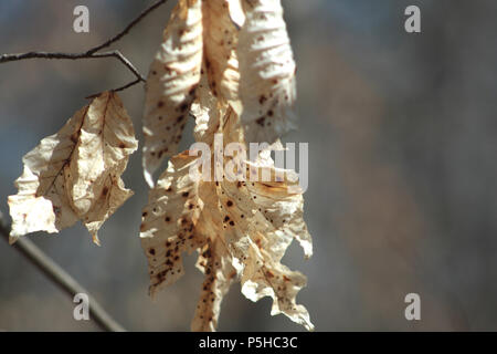 Toter Baum Blätter hängen von der Zweig im Winter Stockfoto