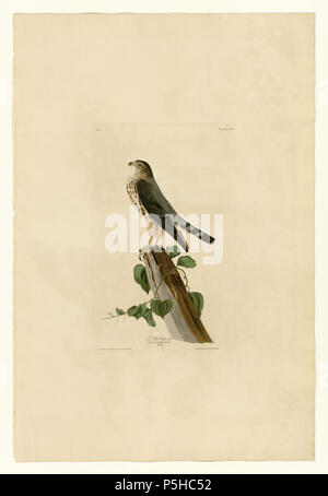 41 75 Le Petit Caporal Stockfoto