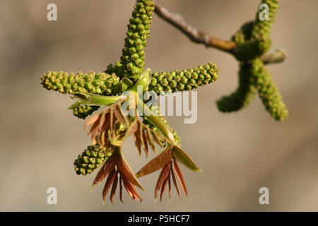 Englische Walnuss junge Blätter und männliche Blüten im Frühling Stockfoto
