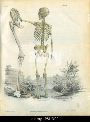 N/A. Englisch: eine Reihe von anatomischen Platten die Struktur der verschiedenen Teile des menschlichen Körpers. von Jones Quain, M.D. Im Jahre 1854 veröffentlicht. 4. September 2011. Jones Quain, M.D. 46 eine Reihe von anatomischen Platten Knochen Platte 02. Stockfoto