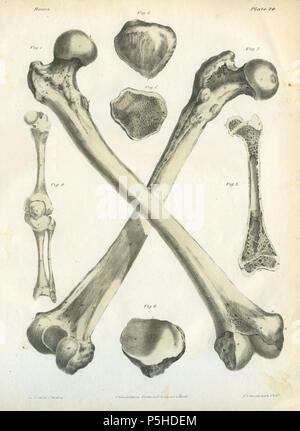 N/A. Englisch: eine Reihe von anatomischen Platten die Struktur der verschiedenen Teile des menschlichen Körpers. von Jones Quain, M.D. Im Jahre 1854 veröffentlicht. 5. September 2011. Jones Quain, M.D. 46 eine Reihe von anatomischen Platten Knochen Platte 24. Stockfoto