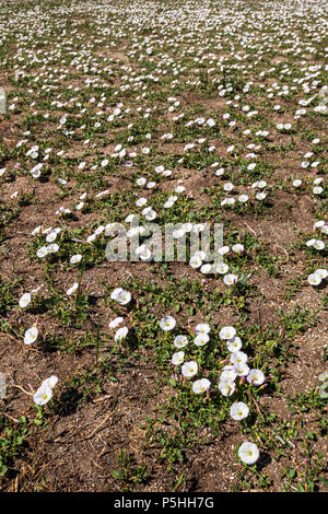 Morning Glory; Acker-winde; Convolvulus arvensis; Convolvulaceae; im Frühling blühen; zentrale Kolorado Ranch Stockfoto