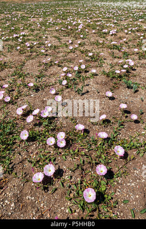 Morning Glory; Acker-winde; Convolvulus arvensis; Convolvulaceae; im Frühling blühen; zentrale Kolorado Ranch Stockfoto