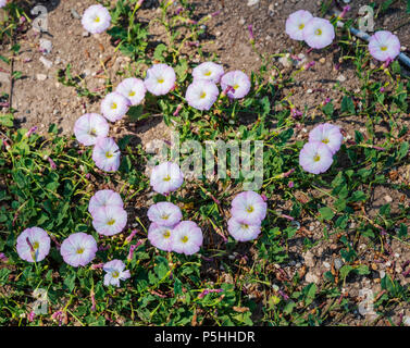 Morning Glory; Acker-winde; Convolvulus arvensis; Convolvulaceae; im Frühling blühen; zentrale Kolorado Ranch Stockfoto