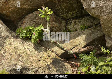 Pflanzen zwischen den Felsen auf der Bergseite wachsende Stockfoto