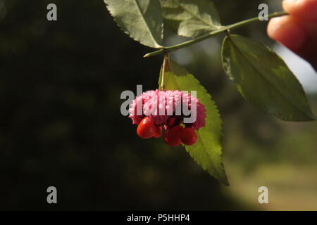 Frucht von Euonymus americanus Stockfoto