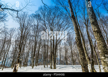 Birke Wald. Hakuba Ridge im Frühjahr. Berühmt ist der Austragungsort für die Olympischen Winterspiele in Nagano. Stockfoto