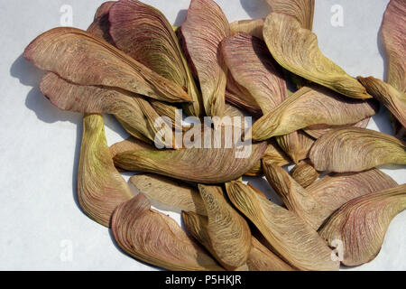 Nahaufnahme der Samen der Ahorn Stockfoto