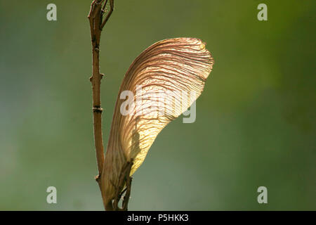 Close-up von Saatgut von Ahorn Stockfoto
