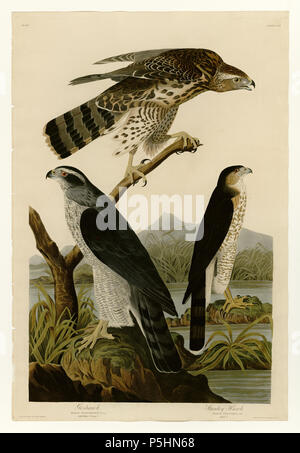 N/A. Platte 141 Vögel von Amerika von John James Audubon Darstellung I. Habicht -. Stanley Hawk. zwischen 1827 und 1838. John James Audubon (1785-1851) Alternative Namen Geburt Name: Jean-Jacques - Fougère Audubon Beschreibung amerikanische Ornithologe, Naturalist, Jäger und Maler Geburtsdatum / Tod 26. April 1785 vom 27. Januar 1851 Ort der Geburt / Todes Les Cayes (Haiti) New York City Standort Louisville, New Orleans, New York City, Florida Authority control: Q 182882 VIAF: 14765625 ISNI: 0000 0001 1040 5836 ULAN: 500016578 79018677 LCCN: n NLA: 35010139 WorldCat 16 141 I. Habicht - 2. Stockfoto