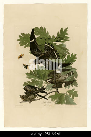 N/A. Platte 147 Vogelarten von Amerika von John James Audubon, Night Hawk. zwischen 1827 und 1838. John James Audubon (1785-1851) Alternative Namen Geburt Name: Jean-Jacques - Fougère Audubon Beschreibung amerikanische Ornithologe, Naturalist, Jäger und Maler Geburtsdatum / Tod 26. April 1785 vom 27. Januar 1851 Ort der Geburt / Todes Les Cayes (Haiti) New York City Standort Louisville, New Orleans, New York City, Florida Authority control: Q 182882 VIAF: 14765625 ISNI: 0000 0001 1040 5836 ULAN: 500016578 79018677 LCCN: n NLA: 35010139 WorldCat 17 147 Night Hawk Stockfoto