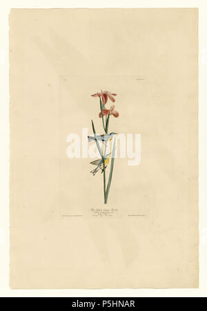 N/A. Platte 15 der Vögel von Amerika von John James Audubon Darstellung Blau Gelb-backed Warbler. zwischen 1827 und 1838. John James Audubon (1785-1851) Alternative Namen Geburt Name: Jean-Jacques - Fougère Audubon Beschreibung amerikanische Ornithologe, Naturalist, Jäger und Maler Geburtsdatum / Tod 26. April 1785 vom 27. Januar 1851 Ort der Geburt / Todes Les Cayes (Haiti) New York City Standort Louisville, New Orleans, New York City, Florida Authority control: Q 182882 VIAF: 14765625 ISNI: 0000 0001 1040 5836 ULAN: 500016578 79018677 LCCN: n NLA: 35010139 WorldCat 17 15 Blau Gelb-gesichert Stockfoto