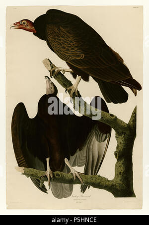 N/A. Platte 151 Vogelarten von Amerika von John James Audubon Darstellung der Türkei Bussard. zwischen 1827 und 1838. John James Audubon (1785-1851) Alternative Namen Geburt Name: Jean-Jacques - Fougère Audubon Beschreibung amerikanische Ornithologe, Naturalist, Jäger und Maler Geburtsdatum / Tod 26. April 1785 vom 27. Januar 1851 Ort der Geburt / Todes Les Cayes (Haiti) New York City Standort Louisville, New Orleans, New York City, Florida Authority control: Q 182882 VIAF: 14765625 ISNI: 0000 0001 1040 5836 ULAN: 500016578 79018677 LCCN: n NLA: 35010139 WorldCat 17 151 Türkei Bussard Stockfoto